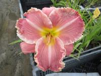 Denivka 'The Big Picture' (Hemerocallis)