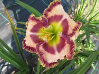 Denivka 'Game Face' (Hemerocallis)