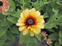 Třapatka srstnatá 'Flamenco Vanilla' (Rudbeckia hirta)