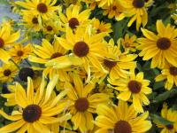 Třapatka srstnatá 'Cheerful' (Rudbeckia hirta)