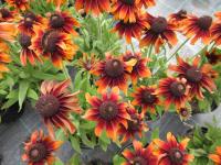 Třapatka srstnatá 'Loving SmileyZ' (Rudbeckia hirta)