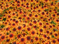 Třapatka srstnatá 'SmileyZ Joyful' (Rudbeckia hirta)