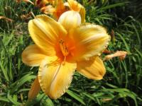 Denivka 'Distant Glow' (Hemerocallis)