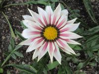 Gazánie zářivá 'Daybreak Rose Stripe' (Gazania rigens)