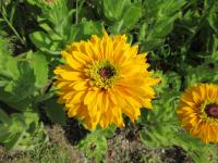 Třapatka srstnatá 'Maya' (Rudbeckia hirta)