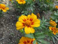 Aksamitník rozkladitý 'Disco Granada' (Tagetes patula)