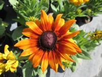 Třapatka srstnatá 'Summerina Yellow' (Rudbeckia hirta)