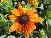 Třapatka srstnatá 'Summerina Yellow' (Rudbeckia hirta)