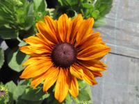 Třapatka srstnatá 'Summerina Yellow' (Rudbeckia hirta)
