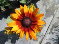 Třapatka srstnatá 'Summerina Yellow' (Rudbeckia hirta)