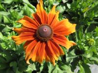 Třapatka srstnatá 'Summerina Butterscotch Biscuit' (Rudbeckia hirta)