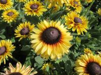 Třapatka srstnatá 'Rudy Double Yellow Lemon' (Rudbeckia hirta)