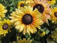 Třapatka srstnatá 'Rudy Double Yellow Lemon' (Rudbeckia hirta)