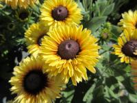 Třapatka srstnatá 'Rudy Double Yellow Lemon' (Rudbeckia hirta)