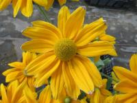 Třapatka srstnatá 'Rudy Yellow' (Rudbeckia hirta)