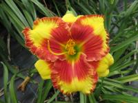 Denivka 'Executive Order' (Hemerocallis)