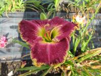 Denivka 'Indigo Ruffles' (Hemerocallis)