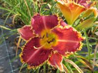 Denivka 'Chomp' (Hemerocallis)