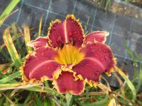 Denivka 'Chomp' (Hemerocallis)