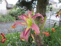 Denivka 'Ocean Spirit' (Hemerocallis)