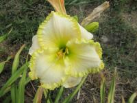 Denivka 'Fringy' (Hemerocallis)