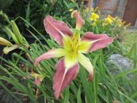 Denivka 'Star of Fantasy' (Hemerocallis)