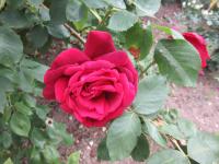 Růže 'Rosa Ševčenko' - Sadové růže (Rosa)