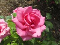 Růže 'Morava' (Rosa)