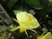 Narcis 'Julia Jane' (Narcissus romieuxii)
