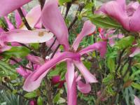 Šácholan liliokvětý 'Ricki' (Magnolia liliiflora)