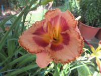 Denivka 'Beachy Keen' (Hemerocallis)