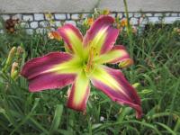 Denivka 'Wormhole' (Hemerocallis)