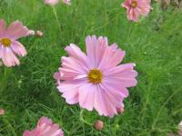 Krásenka zpeřená 'Apricotta' (Cosmos bipinnatus)