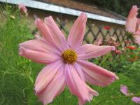 Krásenka zpeřená 'Apricotta' (Cosmos bipinnatus)