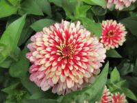 Ostálka sličná 'Swizzle Cherry White' (Zinnia elegans)