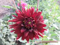 Jiřinka 'Chat Noir' - Kaktusovité jiřinky (Dahlia)