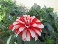 Jiřinka 'Dynamite' - Dekorační jiřinky (Dahlia)