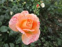 Růže 'Scented Memory' - Velkokvěté růže (Rosa)