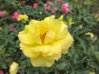 Růže 'Goldfinger' - Mnohokvěté růže (Rosa)