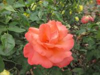 Růže 'Christophe Colomb, Cl' - Velkokvěté růže (Rosa)