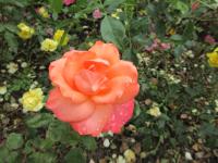 Růže 'Christophe Colomb, Cl' - Velkokvěté růže (Rosa)