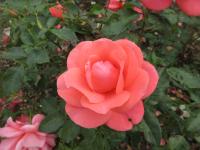 Růže 'Focus' - Velkokvěté růže (Rosa)