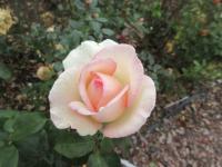 Růže 'Souvenir de Baden-Baden' - Velkokvěté růže (Rosa)