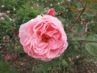 Růže 'The Reeve' - Velkokvěté růže (Rosa)