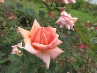 Růže 'Wellworth' - Velkokvěté růže (Rosa)
