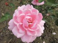 Růže 'Rosenfee' - Velkokvěté růže (Rosa)