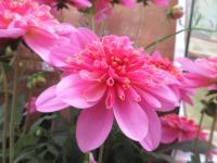 Jiřinka Maxi Starburst Pink (Dahlia coccinea)