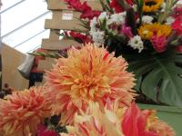 Jiřinka 'Dana Medřická' - Dekorační jiřinky (Dahlia)