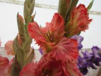 Mečík 'Abú Dhabí' (Gladiolus)