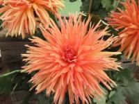 Jiřinka 'Mevr Clement Andreas' (Dahlia)